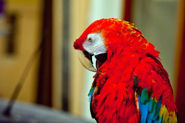 ARA παπαγάλος κλείνω πάνω θέα — Φωτογραφία Αρχείου