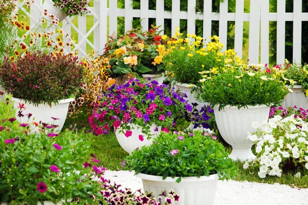 Kleurrijke Petunia's in potflowers — Stockfoto
