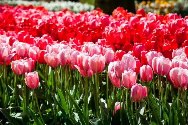 Keukenhof Park kırmızı lale — Stok fotoğraf