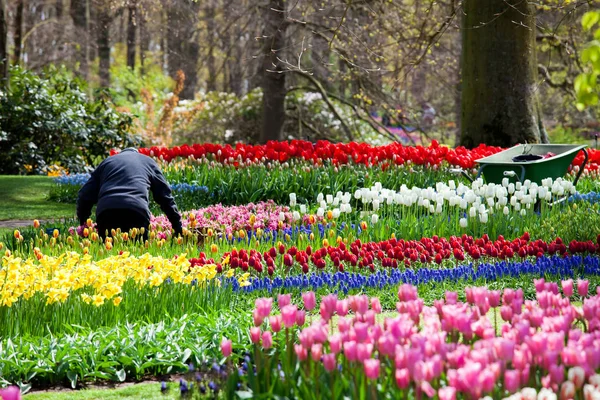 Flowers field background — Stock Photo, Image