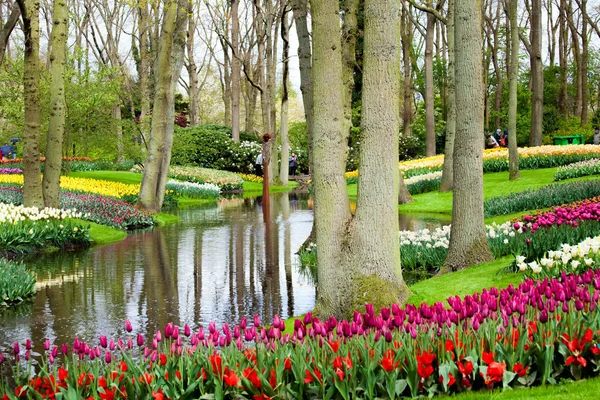 Les touristes marchent sur des tulipes colorées sur la rive de la rivière dans le parc Keukenhof dans la région d'Amsterdam, Pays-Bas. Floraison printanière à Keukenhof — Photo