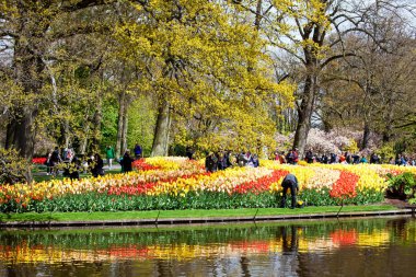 Farklı renk laleler Keukenhof park alanında Amsterdam, Hollanda nehir kıyısında. Keukenhof bahar çiçeği