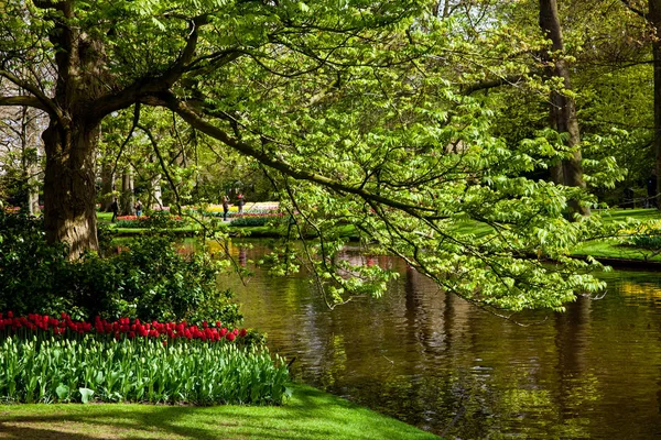 Tulipas coloridas em Keukenhof park — Fotografia de Stock