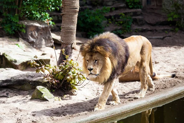 Leão macho no Zoológico — Fotografia de Stock