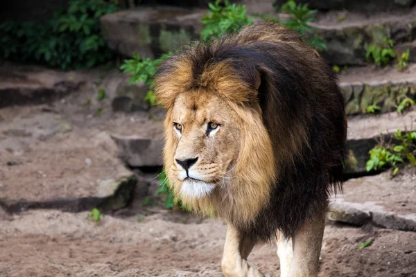 Мужчина-лев в зоопарке — стоковое фото