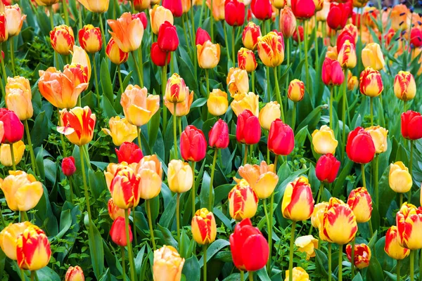 Field of colorful tulips — Stock Photo, Image