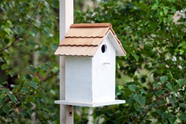 Ağaç üzerinde mavi kuş yuvası