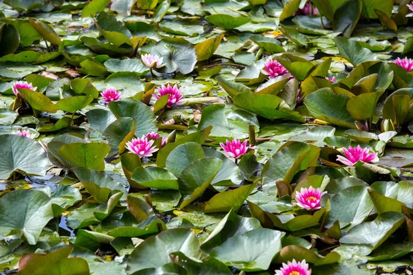 Bahçe gölet nilüfer