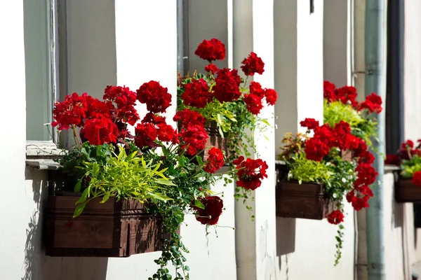 Piros virágok cserépben — Stock Fotó