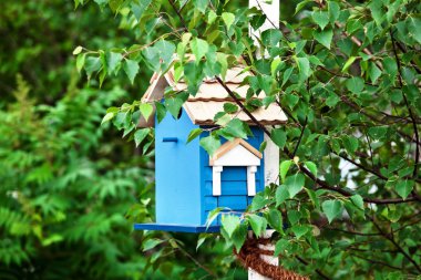 Ağaç üzerinde mavi kuş yuvası