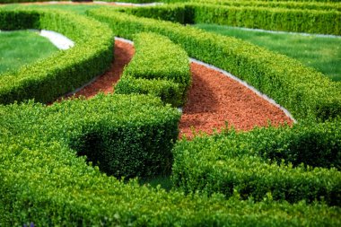 Yeşil çalılar labirent