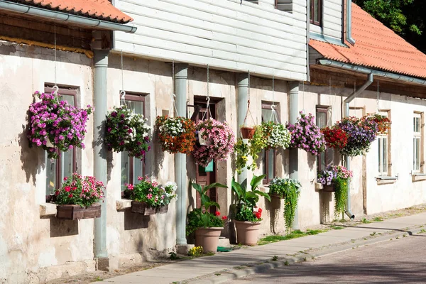 Pétunia fleurs en pots — Stockfoto