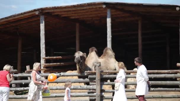 Gente mirando los camellos en la granja — Vídeos de Stock