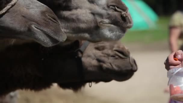 Верблюды на ферме — стоковое видео