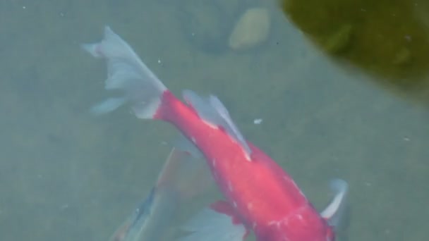 Peixe dourado perto — Vídeo de Stock