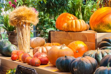 Sonbahar hasat balkabağı