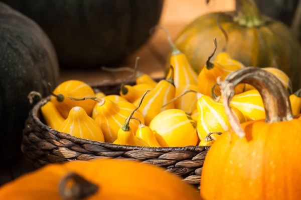 Autumn harvest pumpkin background — Stock Photo, Image