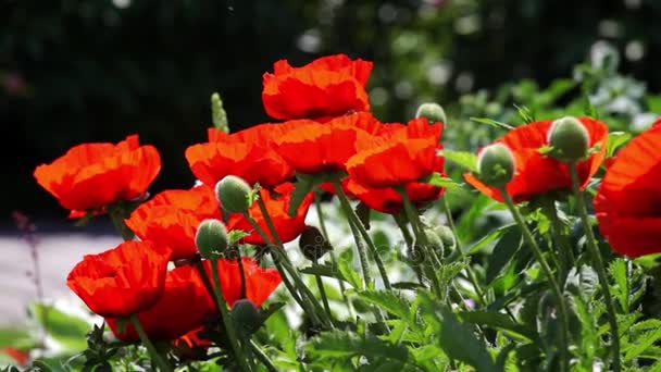 स्प्रिंग फील्ड पर लाल पोपी फूल — स्टॉक वीडियो