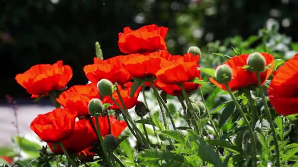 Flores de papoula vermelha no campo de primavera — Vídeo de Stock