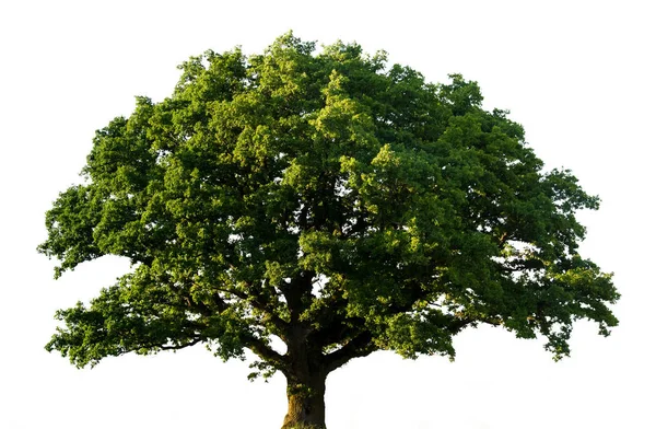 Groene eiken boom geïsoleerd — Stockfoto