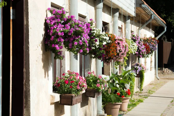 Petunia virágok cserépben — Stock Fotó