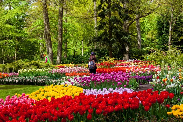 Ziyaretçi bahar çiçeği Keukenhof park alanında Amsterdam, Hollanda. — Stok fotoğraf