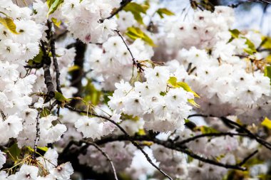 Kiraz çiçeği arkaplanı