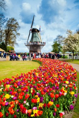 Dekoratif Keukenhof Park yel değirmeni. Çiçeği renkli Lale alan içinde yürüyen turist