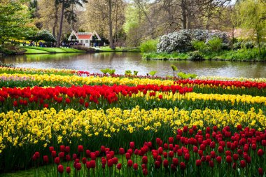 Renkli Lale Keukenhof park alanında Amsterdam, Hollanda nehir kıyısında. Keukenhof bahar çiçeği