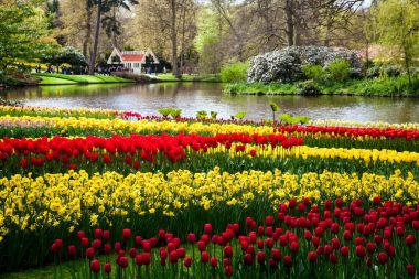 Renkli Lale Keukenhof park alanında Amsterdam, Hollanda nehir kıyısında. Keukenhof bahar çiçeği