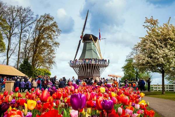 Decorative windmill in Keukenhof park. Tourists walking in blossom colorful tulip field — Stock Photo, Image