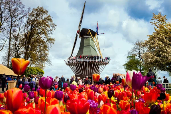 Decorative windmill in Keukenhof park. Tourists walking in blossom colorful tulip field — Stock Photo, Image