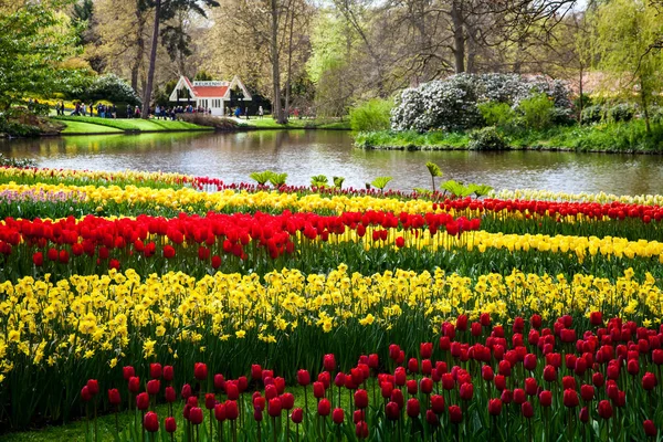 Colorful tulips on the river bank in Keukenhof park in Amsterdam area, Netherlands. Spring blossom in Keukenhof — Stock Photo, Image