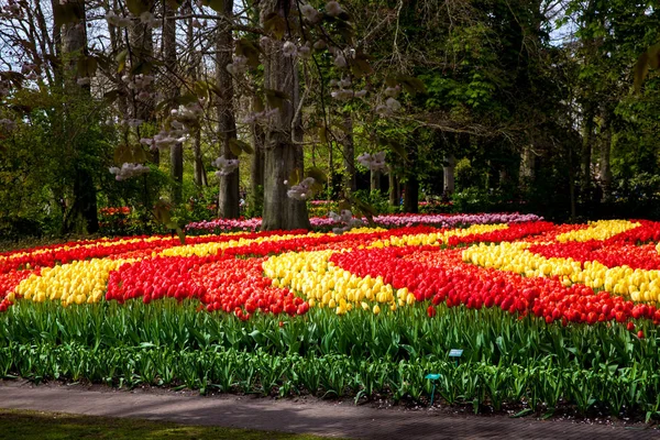 Colorful tulips in Keukenhof park in Amsterdam area, Netherlands — Stock Photo, Image