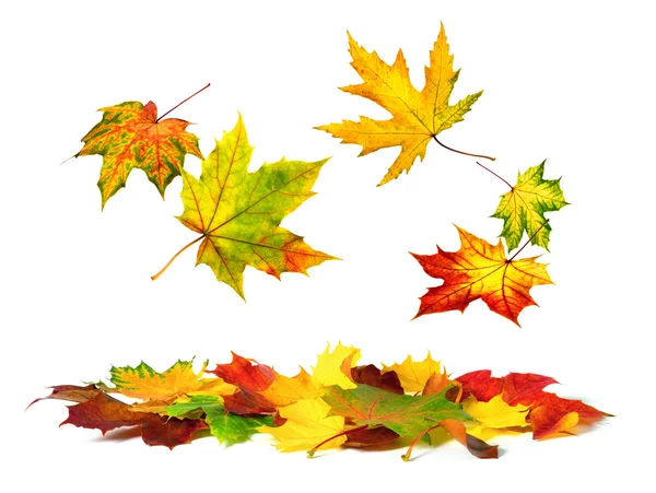 Barevné podzimní listí padá — Stock fotografie