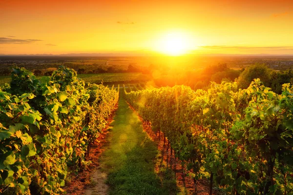 Warmly illuminated vineyard at sunset — Stock Photo, Image