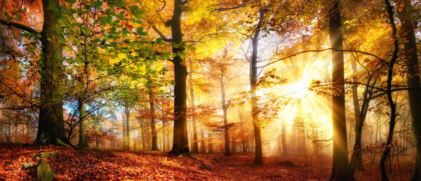 Rays of gold sunlight in a misty forest with warm vibrant colors in autumn