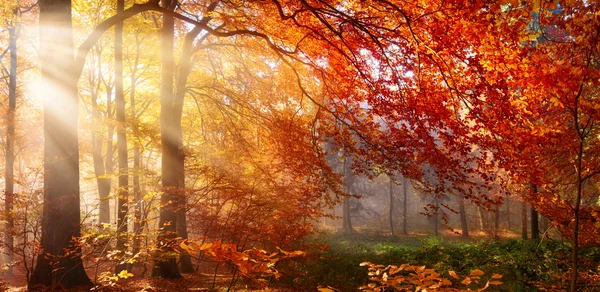 Roter Herbstbaum mit nebligen Sonnenstrahlen — Stockfoto