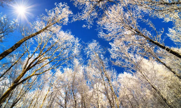 Neige sur la cime des arbres contre le ciel bleu profond — Photo