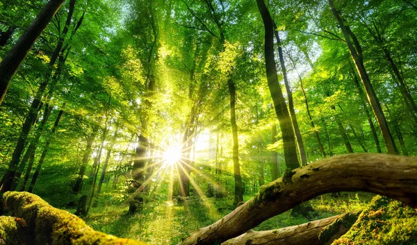 Green forest enchanted by the sun — Stock Photo, Image