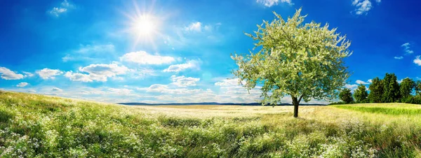 Grote weide met bloeiende boom in het voorjaar — Stockfoto