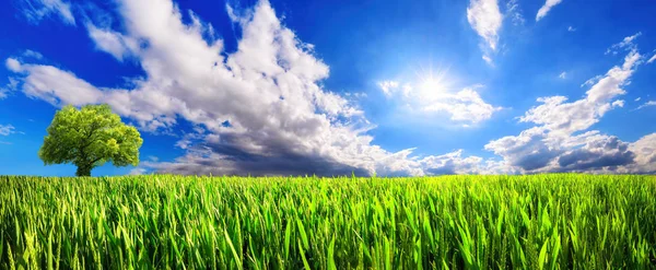 Panoramische grüne Wiese mit dynamischer Wolkenlandschaft — Stockfoto