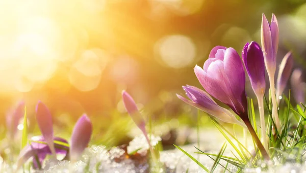 Crocus flowers in snow awakening in warm sunlight — Stock Photo, Image