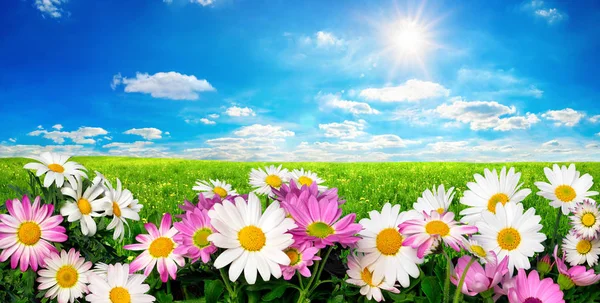 Fiori, prato verde e cielo azzurro con il sole — Foto Stock