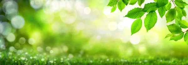 Green leaves on bokeh nature background — Stock Photo, Image