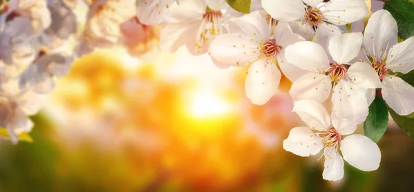 Cherry blossoms at sunset, wide format — Stock Photo, Image