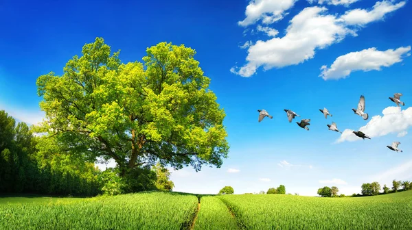 Large oak tree on a green field — Stock Photo, Image