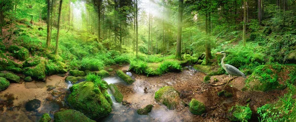 Enchanting panoramic forest scenery in soft light — Stock Photo, Image