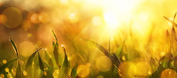 素敵なボケ味を持つ草クローズ アップに金日光 — ストック写真