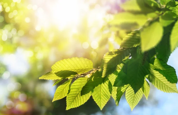 Green leaves on a branch with the sun in the background — Stock Photo, Image